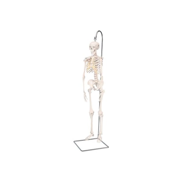 3B Anatomical Model - Shorty The Mini Skeleton on Hanging Stand